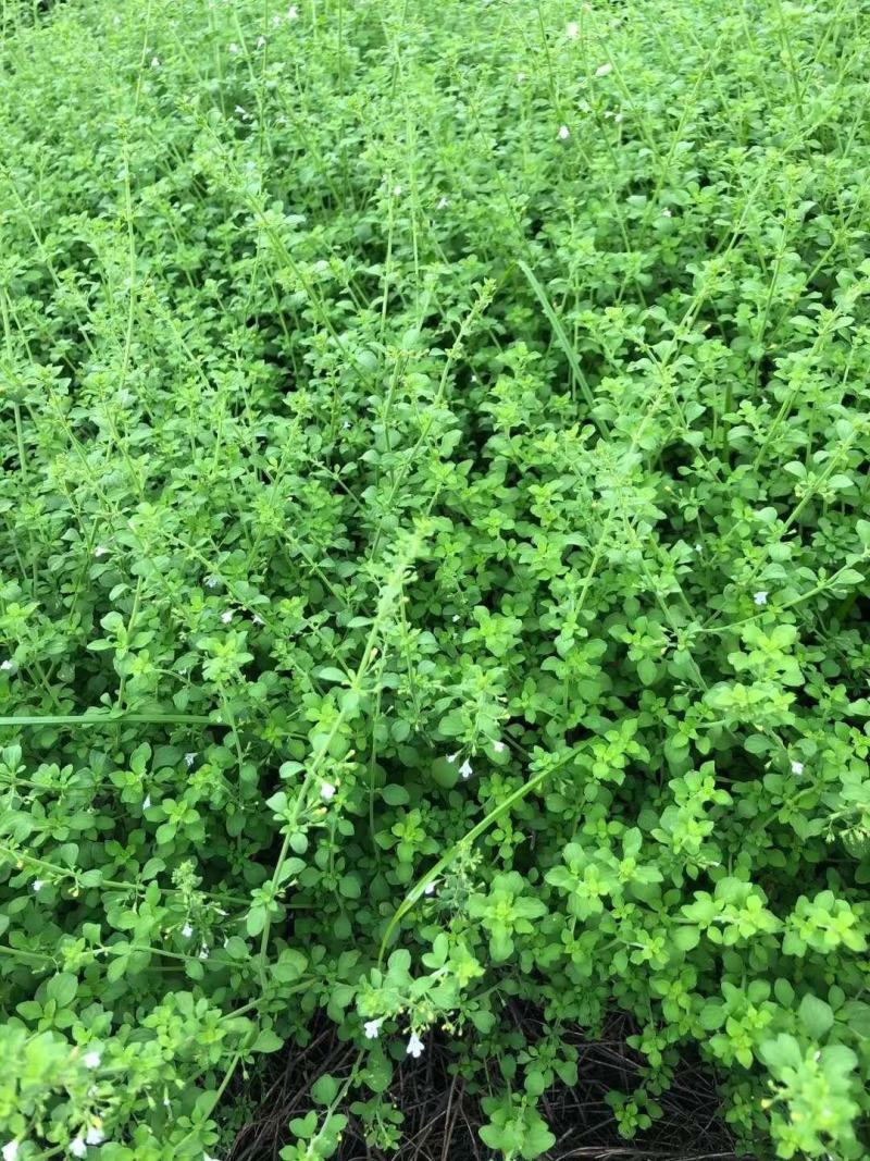 四川成都温江罗马薄，喜凉爽干燥、阳光充足的环境，耐寒，不