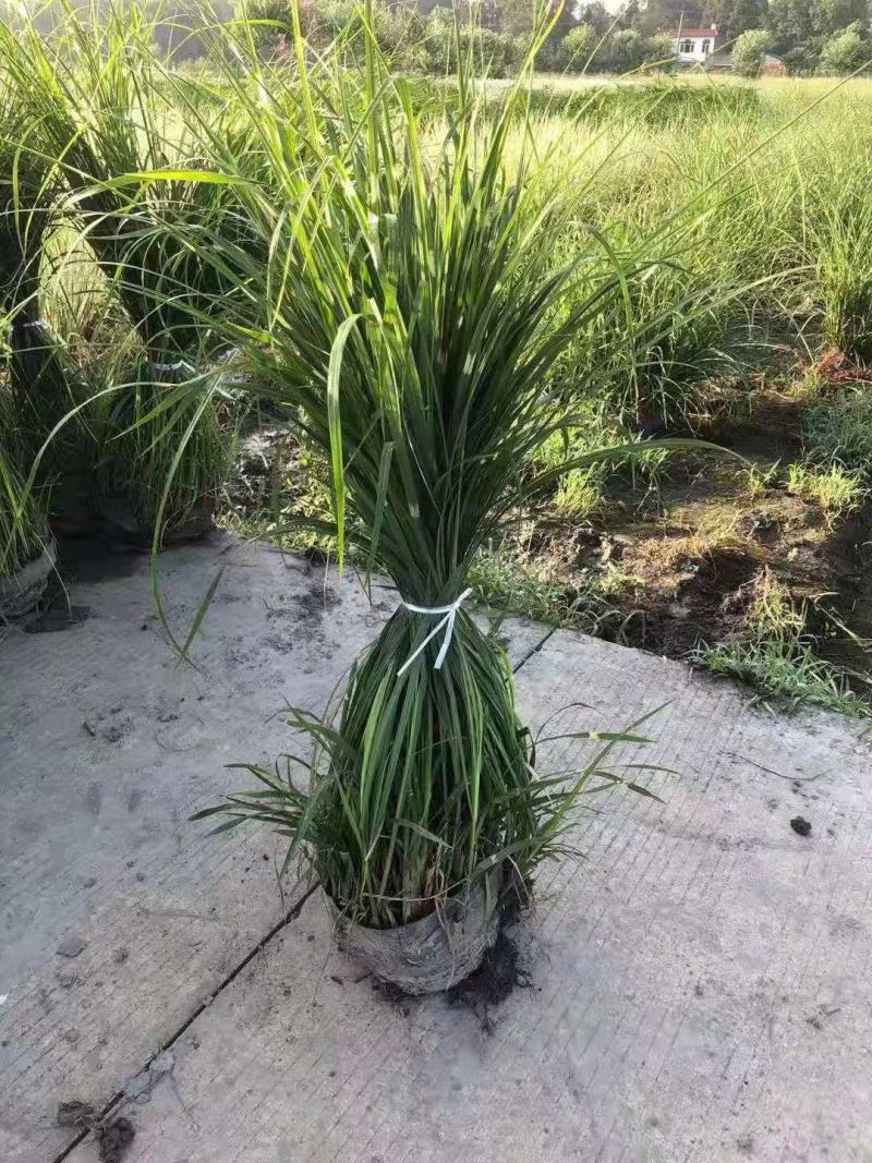 斑叶芒，规格齐全量大从优，保质保量，欢迎来电