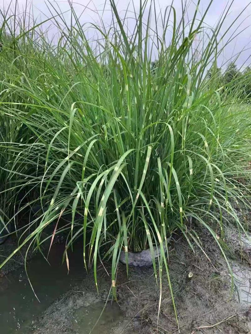 斑叶芒，规格齐全量大从优，保质保量，欢迎来电
