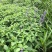 四川成都温江基地蓝霸鼠尾草多年生欢迎选购