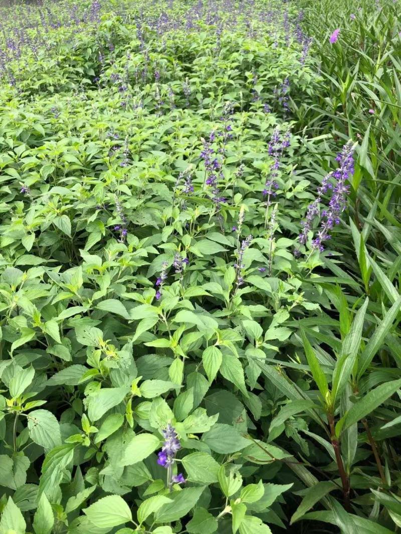 四川成都温江基地蓝霸鼠尾草多年生欢迎选购