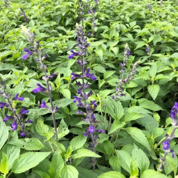四川成都温江基地蓝霸鼠尾草多年生欢迎选购