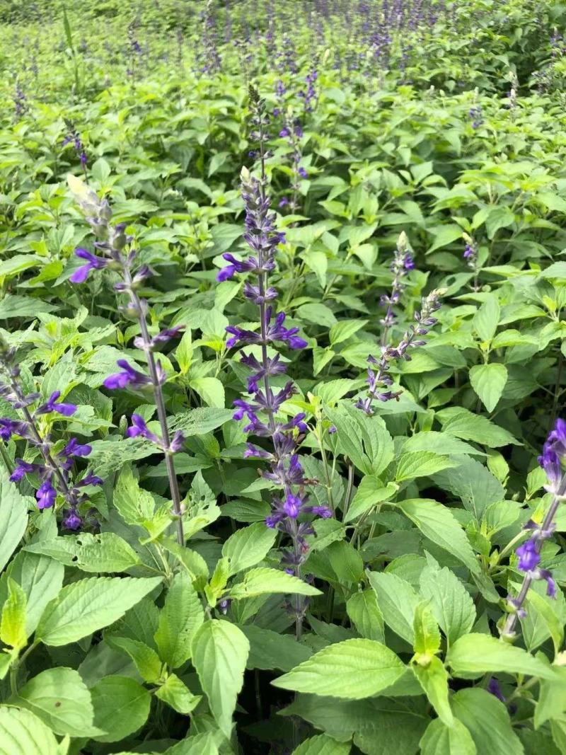 四川成都温江基地蓝霸鼠尾草多年生欢迎选购