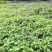 四川成都温江基地蓝霸鼠尾草多年生欢迎选购