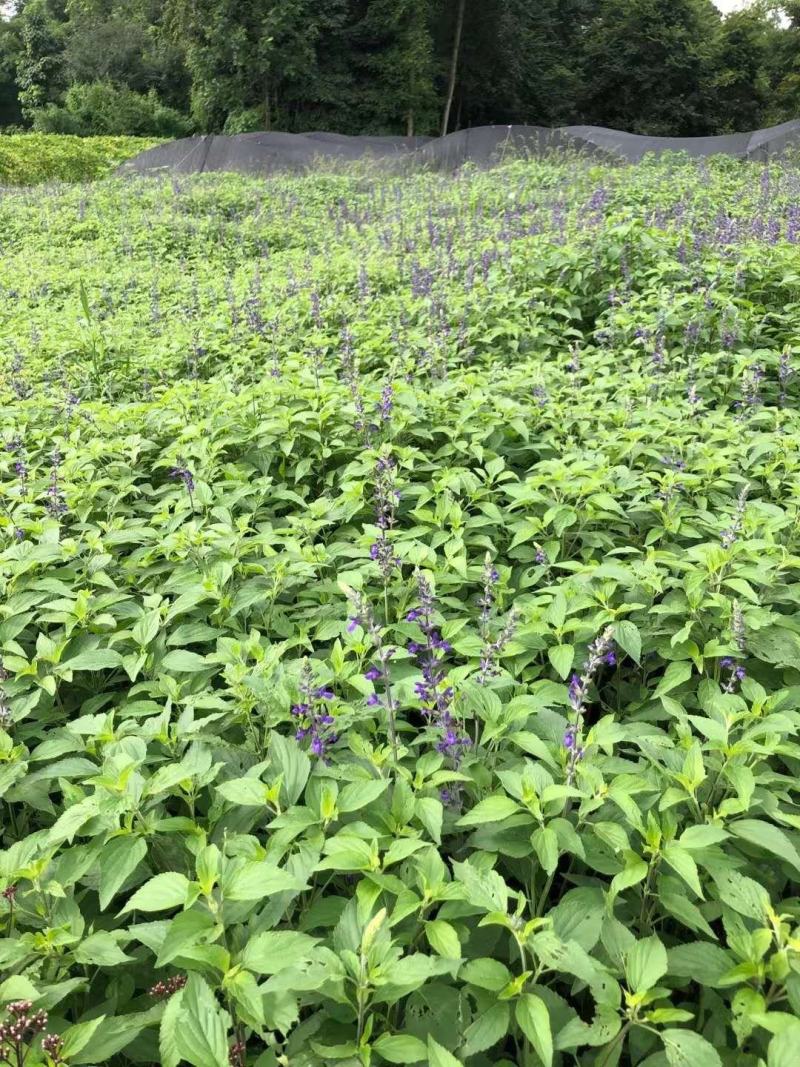 四川成都温江基地蓝霸鼠尾草多年生欢迎选购