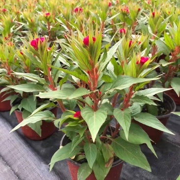 成都基地直销鸡冠花，保质保量，规格齐全，