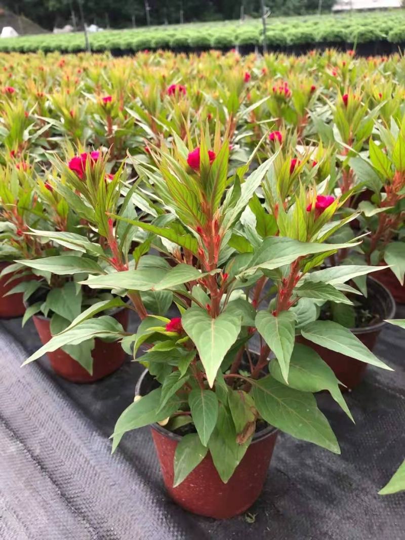 成都基地直销鸡冠花，保质保量，规格齐全，