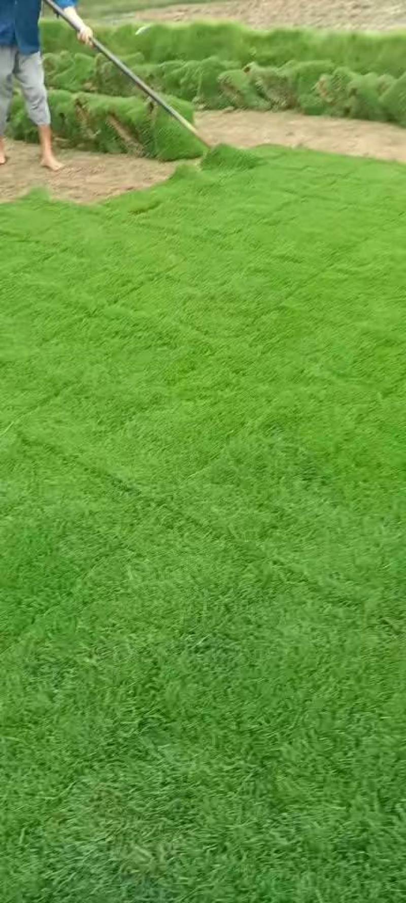 湖北荆州草坪草，百慕大草，混播果岭草，马尼拉草，台湾青