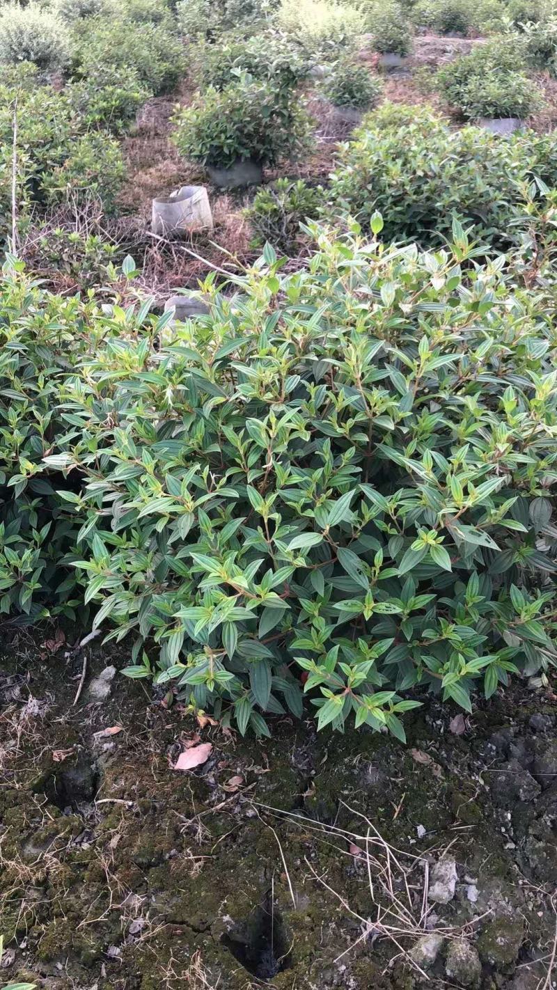 四川成都温江基地紫叶牡丹球，自产自销，质量保证