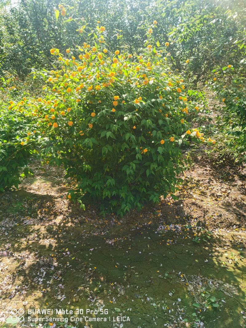 金色棣棠棣棠毛球工程苗苗圃大量出售大小规格均有量大