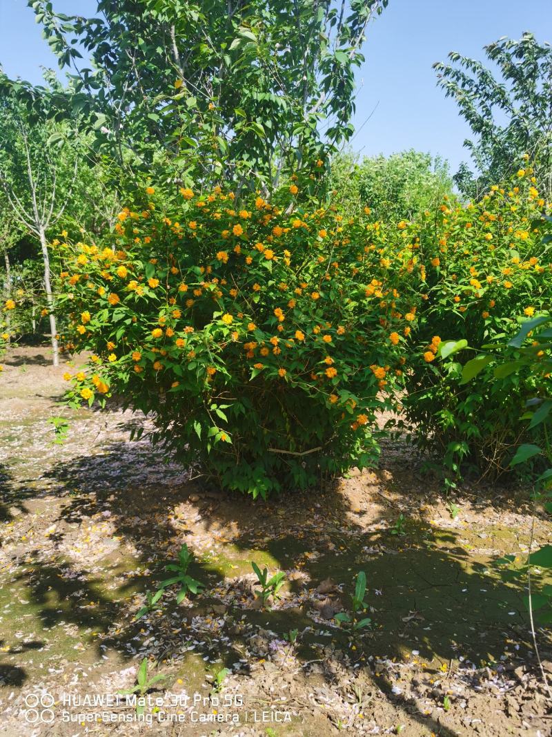 金色棣棠棣棠毛球工程苗苗圃大量出售大小规格均有量大