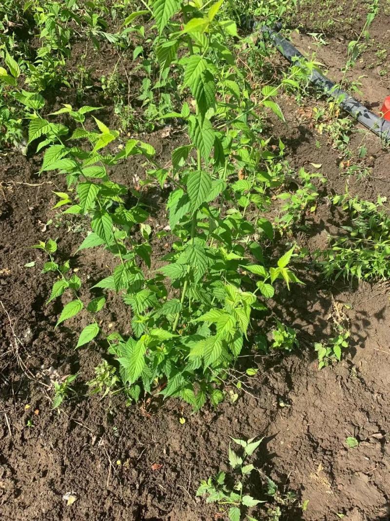 金色棣棠棣棠毛球工程苗苗圃大量出售大小规格均有量大