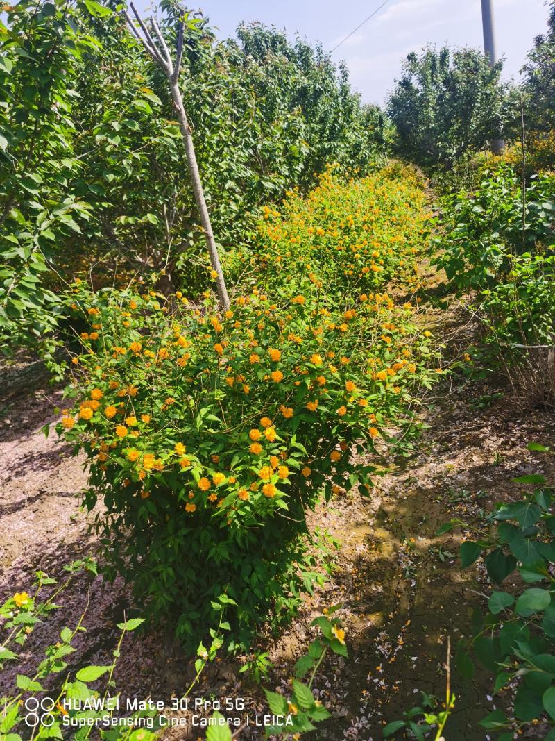 金色棣棠棣棠毛球工程苗苗圃大量出售大小规格均有量大