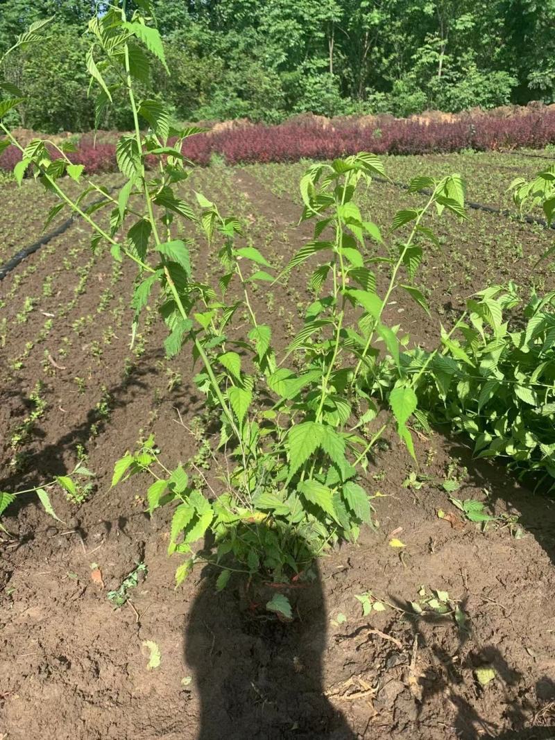 金色棣棠棣棠毛球工程苗苗圃大量出售大小规格均有量大