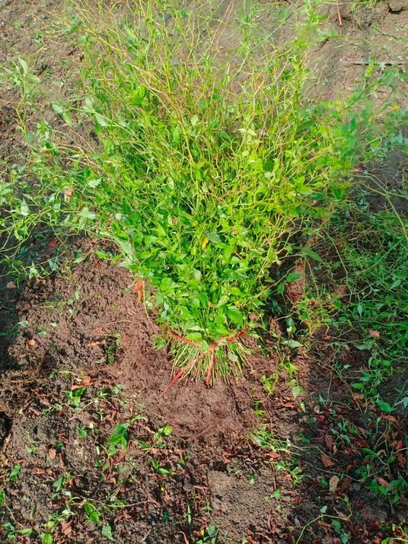 金色棣棠棣棠毛球工程苗苗圃大量出售大小规格均有量大