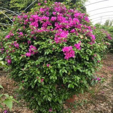 基地直销各规格精品三角梅，小苗，毛球，都有，欢迎实地考察