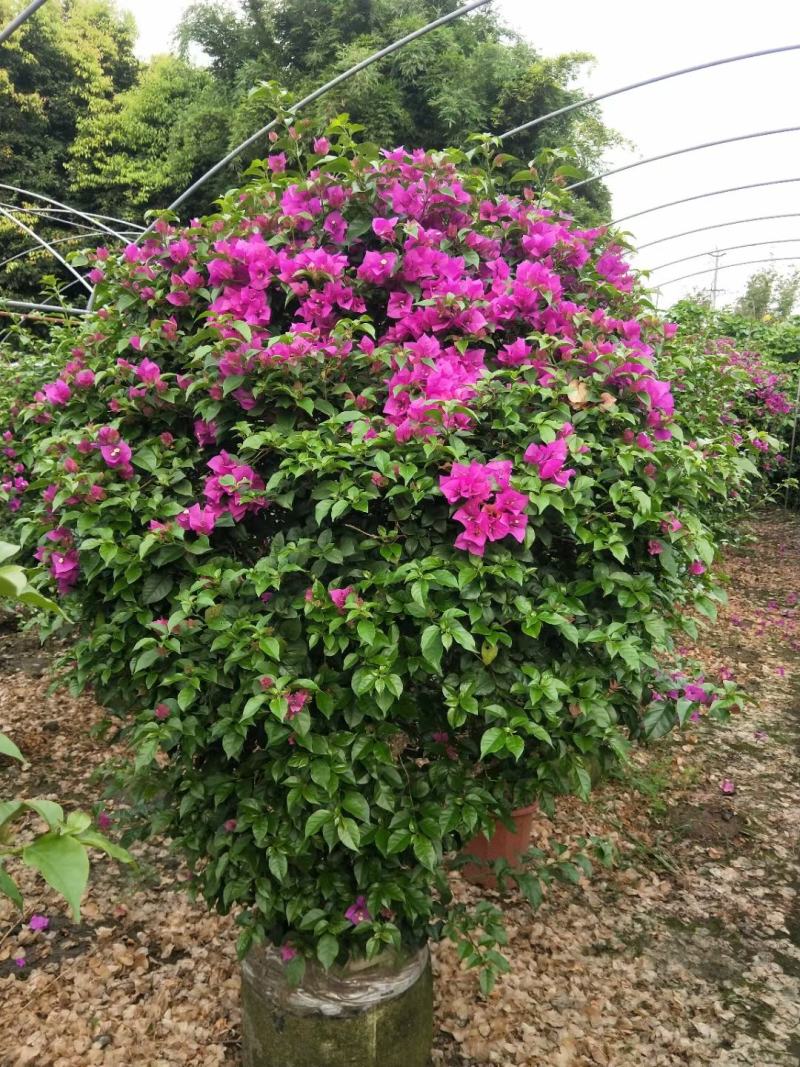 基地直销各规格精品三角梅，小苗，毛球，都有，欢迎实地考察