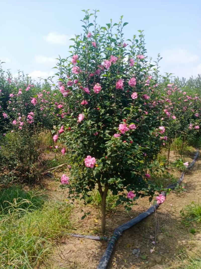 木槿重瓣木槿花叶木槿5公分220一棵装车价