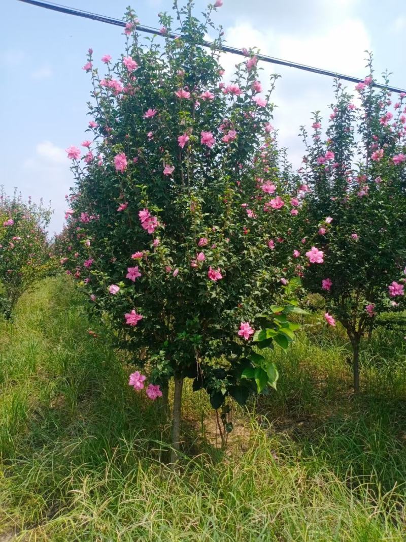 木槿重瓣木槿花叶木槿5公分220一棵装车价