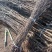 金丝小枣占地树苗果树苗枣树苗冬枣苗现挖现发山东基地苗批发