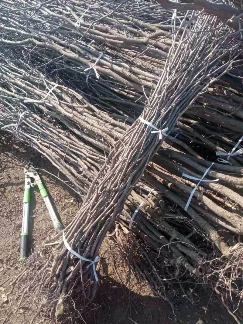 金丝小枣占地树苗果树苗枣树苗冬枣苗现挖现发山东基地苗批发