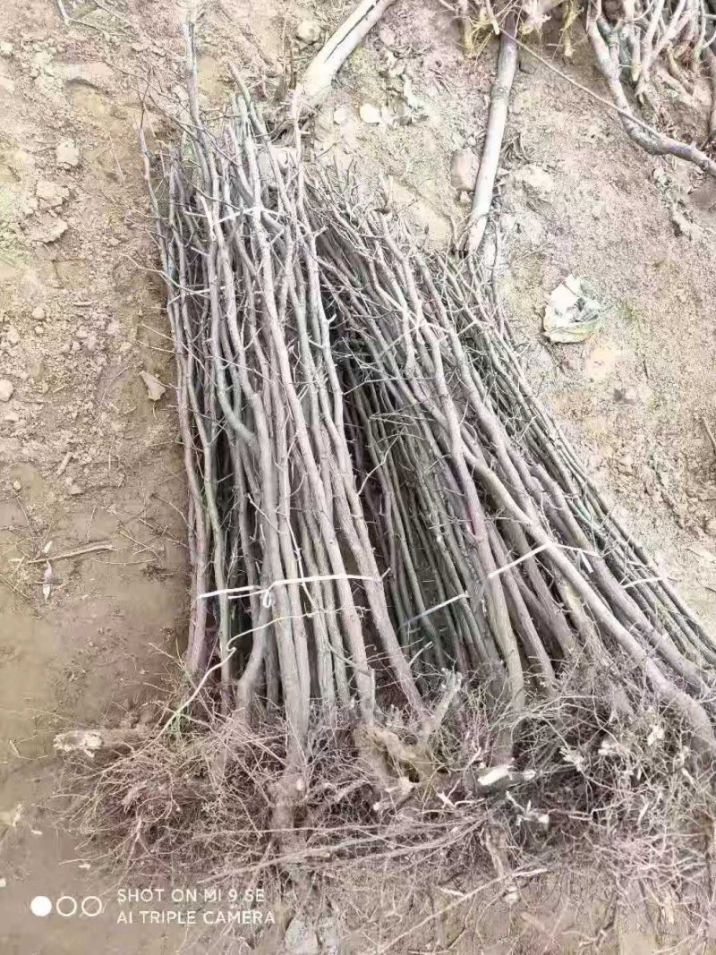 金丝小枣占地树苗果树苗枣树苗冬枣苗现挖现发山东基地苗批发