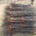 金丝小枣占地树苗果树苗枣树苗冬枣苗现挖现发山东基地苗批发