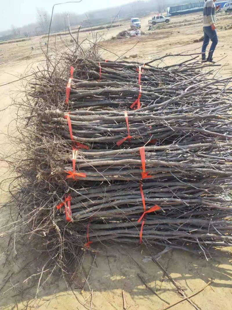 金丝小枣占地树苗果树苗枣树苗冬枣苗现挖现发山东基地苗批发