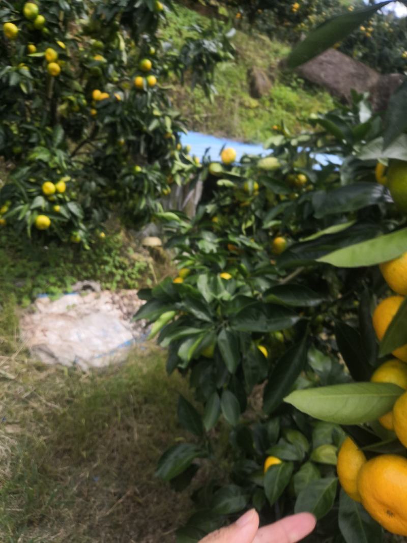 福建小陶特早蜜橘，特甜无渣，质量保证，合作共赢