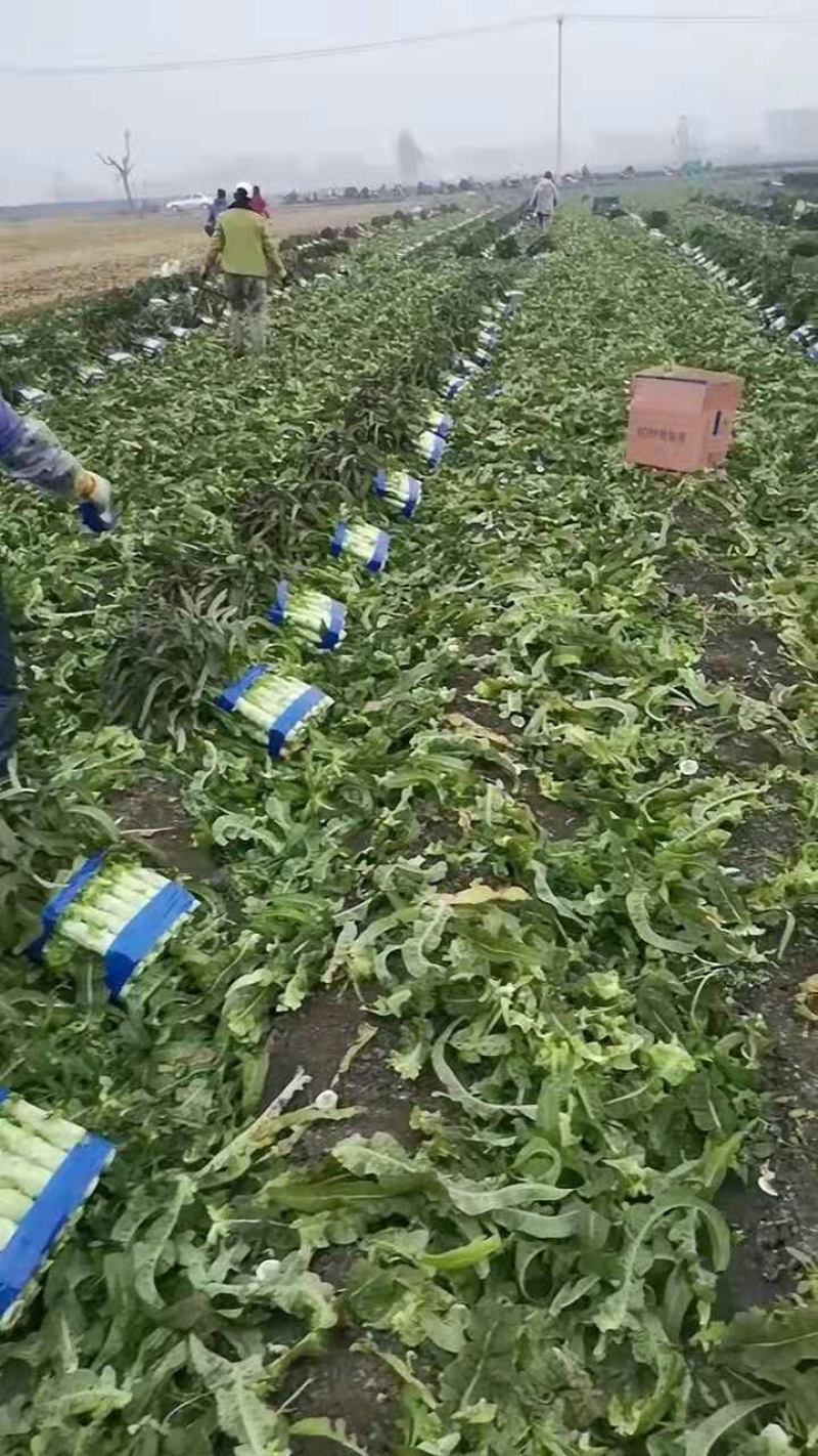 青皮莴笋-基地直供-视频看货-量大从优。