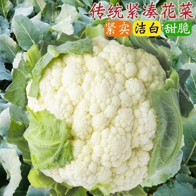 【货源稳定】有机花菜种子晚熟120天白花菜花椰菜种籽