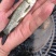【好货】草鱼苗精品草鱼苗基地直供可送货上门可基地自提
