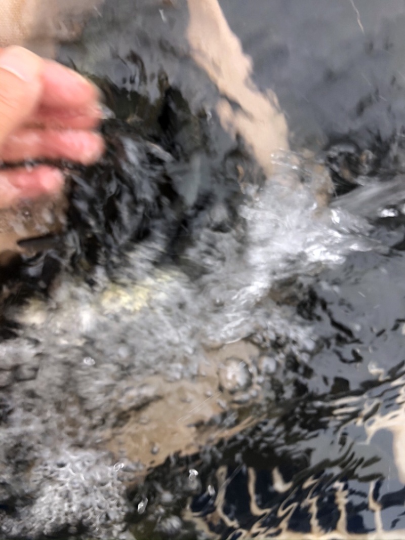 【推荐】草鱼苗精品鱼苗基地直供可送货上门可基地自提