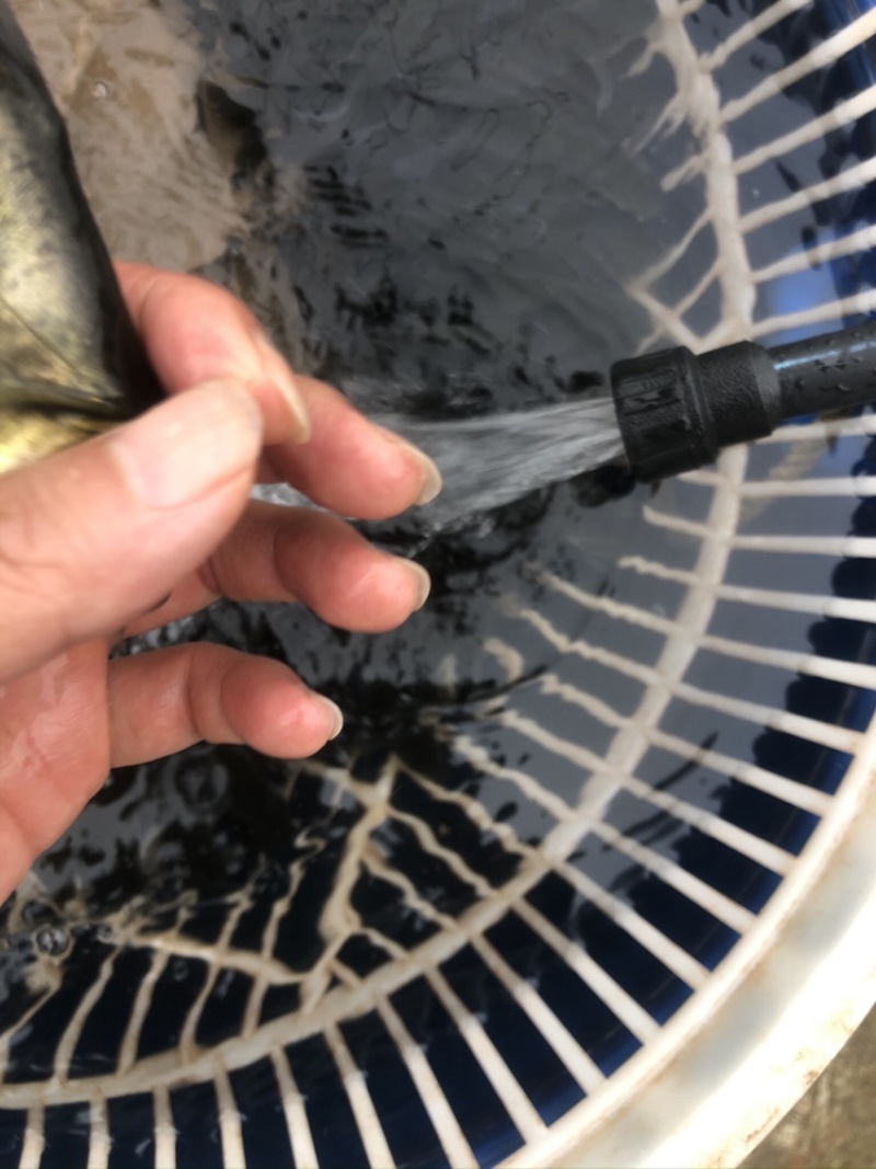 【草鱼苗】草鱼苗精品草鱼苗基地直供可送货上门可基地自提