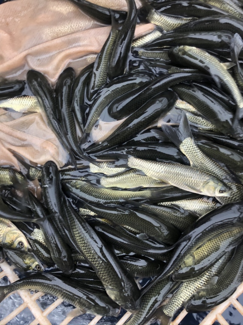 【草鱼苗】草鱼苗精品草鱼苗基地直供可送货上门可基地自提