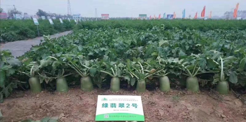 萝卜