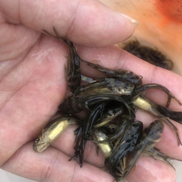 【推荐黄辣丁鱼苗】精品鱼苗基地直供可送货上门可基地自提