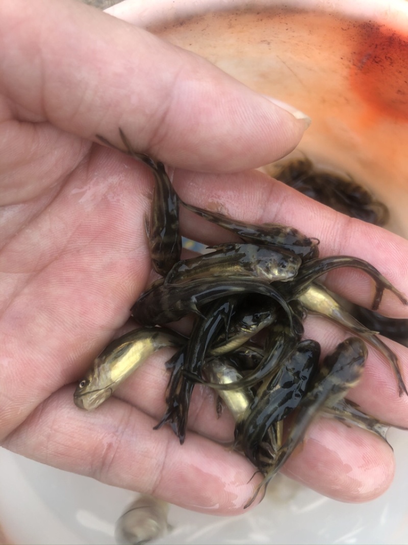 【推荐黄辣丁鱼苗】精品鱼苗基地直供可送货上门可基地自提