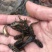 【推荐黄辣丁鱼苗】精品鱼苗基地直供可送货上门可基地自提