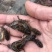 【推荐黄辣丁鱼苗】精品鱼苗基地直供可送货上门可基地自提