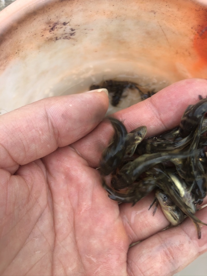 【推荐黄辣丁鱼苗】精品鱼苗基地直供可送货上门可基地自提