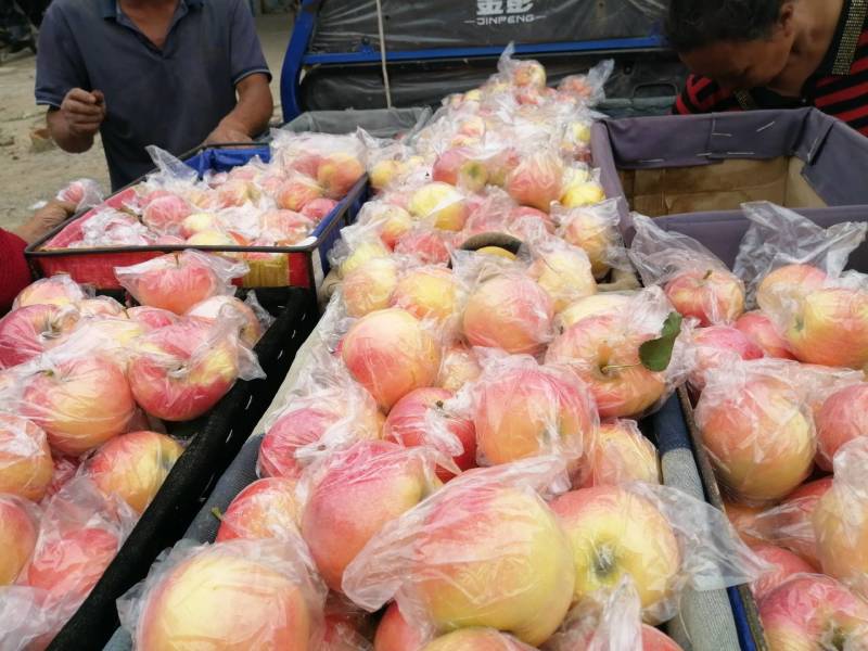 安徽膜袋嘎啦苹果持续收购中！脆甜可口货源充足
