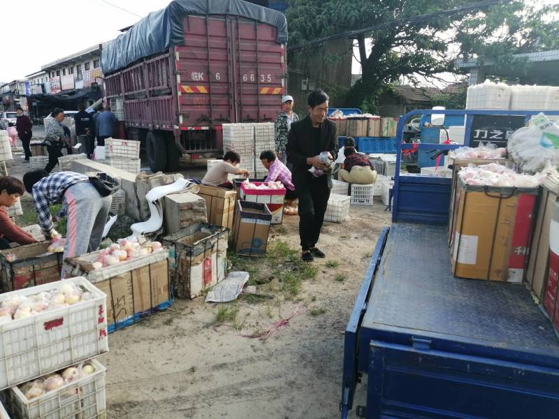 安徽膜袋嘎啦苹果持续收购中！脆甜可口货源充足