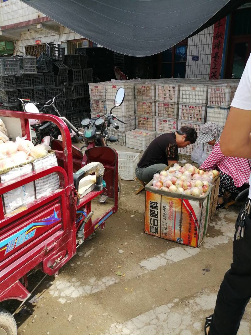 安徽膜袋嘎啦苹果持续收购中！脆甜可口货源充足