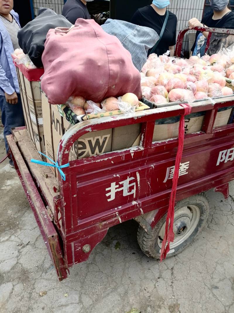 安徽膜袋嘎啦苹果持续收购中！脆甜可口货源充足