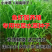 小米草种籽水草鱼虾蟹牧草籽耐水淹猪牛羊四季牧草种子