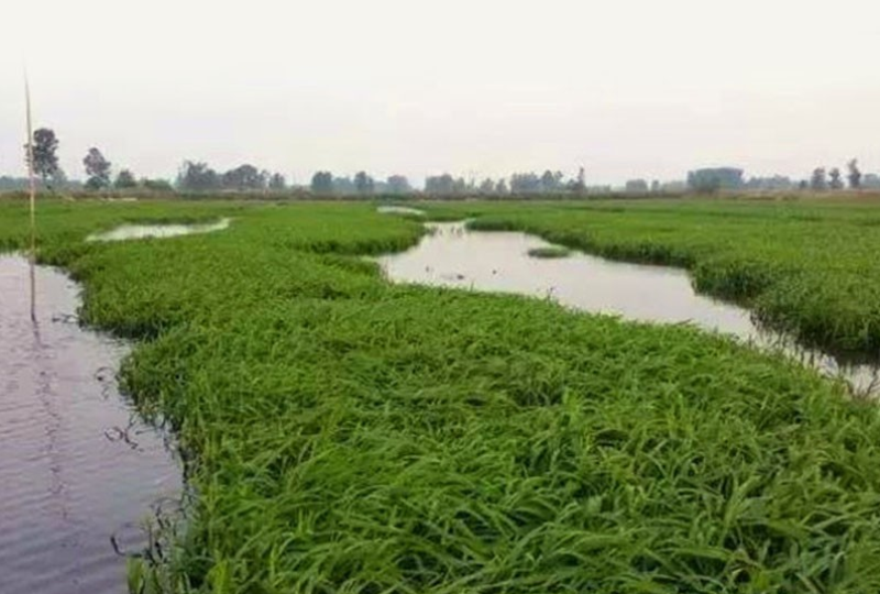 小米草种籽水草鱼虾蟹牧草籽耐水淹猪牛羊四季牧草种子