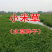 小米草种籽水草鱼虾蟹牧草籽耐水淹猪牛羊四季牧草种子