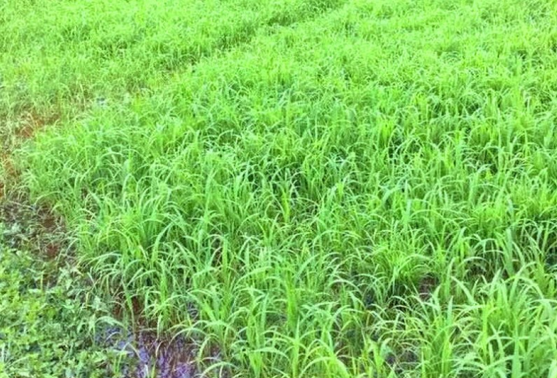 小米草种籽水草鱼虾蟹牧草籽耐水淹猪牛羊四季牧草种子