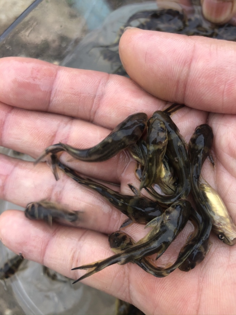 【推荐】黄辣丁鱼苗精品鱼苗，基地直供可送货上门可基地自提